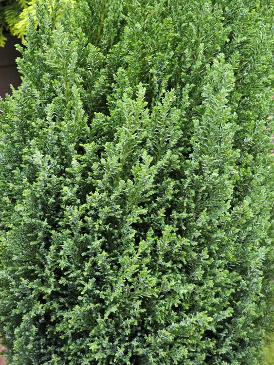 Kegel-Zypresse, Chamaecyparis lawsoniana 'Ellwood's Pillar' kaufen im Online-Shop der Bohlken Baumschulen