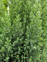 Kegel-Zypresse, Chamaecyparis lawsoniana 'Ellwood's Pillar' kaufen im Online-Shop der Bohlken Baumschulen
