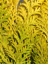 Gelbe Schein-Zypresse, Chamaecyparis lawsoniana 'Ivonne' kaufen im Online-Shop der Bohlken Baumschulen