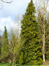 Gelbe Schein-Zypresse, Chamaecyparis lawsoniana 'Ivonne' kaufen im Online-Shop der Bohlken Baumschulen