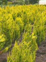 Gelbe Schein-Zypresse, Chamaecyparis lawsoniana 'Ivonne' kaufen im Online-Shop der Bohlken Baumschulen