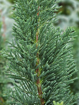 Kegel-Zypresse, Chamaecyparis lawsoniana 'Little Spire' kaufen im Online-Shop der Bohlken Baumschulen