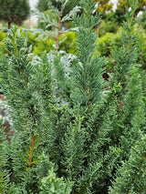 Kegel-Zypresse, Chamaecyparis lawsoniana 'Little Spire' kaufen im Online-Shop der Bohlken Baumschulen