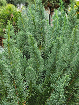 Kegel-Zypresse, Chamaecyparis lawsoniana 'Little Spire' kaufen im Online-Shop der Bohlken Baumschulen