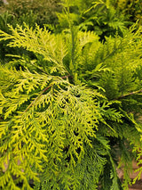 Gelbe Scheinzypresse, Chamaecyparis lawsoniana 'Stardust' kaufen im Online-Shop der Bohlken Baumschulen