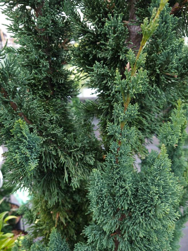 Scheinzypresse, Chamaecyparis lawsoniana 'Wissel's Saguaro' kaufen im Online-Shop der Bohlken Baumschulen