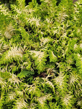 Scheinzypresse, Gelbe Zwerg-Zypresse, Chamaecyparis obtusa 'Fernspray Gold' kaufen im Online-Shop der Bohlken Baumschulen