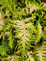 Scheinzypresse, Gelbe Zwerg-Zypresse, Chamaecyparis obtusa 'Fernspray Gold' kaufen im Online-Shop der Bohlken Baumschulen