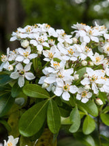 Mexikanische Orangeblume, Choisya ternata kaufen im Online-Shop der Bohlken Baumschulen