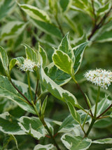 Bild von Weißbunter Hartriegel 'Elegantissima' im Onlineshop von Bohlken Pflanzenversand GbR