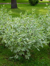 Bild von Weißbunter Hartriegel 'Elegantissima' im Onlineshop von Bohlken Pflanzenversand GbR