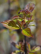 Schwarzholz-Hartriegel, Cornus alba 'Kesselringii' kaufen im Online-Shop der Bohlken Baumschulen