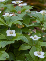 Teppichhartriegel, Kanadischer Hartriegel, Cornus canadensis kaufen im Online-Shop der Bohlken Baumschulen
