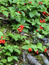 Teppichhartriegel, Kanadischer Hartriegel, Cornus canadensis kaufen im Online-Shop der Bohlken Baumschulen