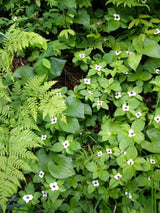 Teppichhartriegel, Kanadischer Hartriegel, Cornus canadensis kaufen im Online-Shop der Bohlken Baumschulen