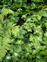Teppichhartriegel, Kanadischer Hartriegel, Cornus canadensis kaufen im Online-Shop der Bohlken Baumschulen