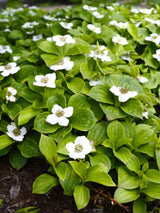 Teppichhartriegel, Kanadischer Hartriegel, Cornus canadensis kaufen im Online-Shop der Bohlken Baumschulen