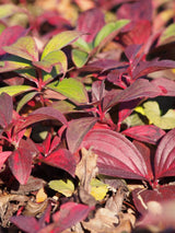 Teppichhartriegel, Kanadischer Hartriegel, Cornus canadensis kaufen im Online-Shop der Bohlken Baumschulen