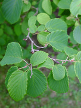 Hohe Scheinhasel, Corylopsis spicata kaufen im Online-Shop der Bohlken Baumschulen