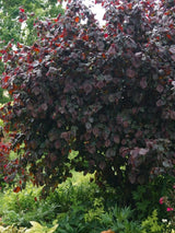 Corylus avellana 'Red Majestic', Rotblättrige Korkenzieherhasel 'Red Majestic' bei den Bohlken Baumschulen im Onlineshop