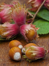 Rotblättrige Zellernuss, Corylus avellana 'Rotblättrige Zellernuss' kaufen im Online-Shop der Bohlken Baumschulen