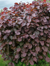 Rotblättrige Zellernuss, Corylus avellana 'Rotblättrige Zellernuss' kaufen im Online-Shop der Bohlken Baumschulen