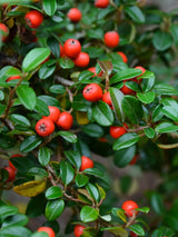 Artikelbild für Zwergmispel Cotoneaster dammeri 'Coral Beauty' im Online-Shop der Bohlken Baumschulen