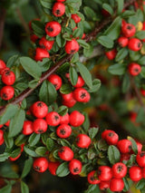 Artikelbild für Zwergmispel Cotoneaster dammeri 'Coral Beauty' im Online-Shop der Bohlken Baumschulen