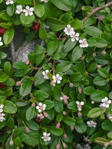 Artikelbild für Zwergmispel Cotoneaster dammeri 'Coral Beauty' im Online-Shop der Bohlken Baumschulen