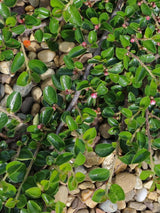 Artikelbild für Zwergmispel Cotoneaster dammeri 'Coral Beauty' im Online-Shop der Bohlken Baumschulen