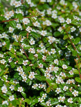 Artikelbild für Zwergmispel Cotoneaster dammeri 'Coral Beauty' im Online-Shop der Bohlken Baumschulen