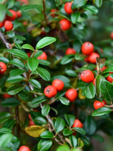 Artikelbild für Zwergmispel Cotoneaster dammeri 'Eichholz' im Online-Shop der Bohlken Baumschulen