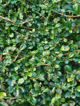 Artikelbild für Zwergmispel Cotoneaster dammeri 'Eichholz' im Online-Shop der Bohlken Baumschulen