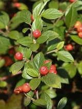 Artikelbild für Fruchtmispel / Cotoneaster franchetii im Online-Shop der Bohlken Baumschulen