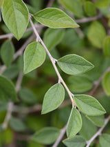 Artikelbild für Fruchtmispel / Cotoneaster franchetii im Online-Shop der Bohlken Baumschulen