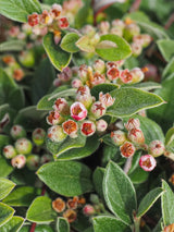 Artikelbild für Fruchtmispel / Cotoneaster franchetii im Online-Shop der Bohlken Baumschulen