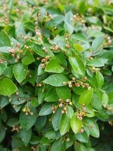 Artikelbild für Glanz-Zwergmispel / Cotoneaster lucidus im Online-Shop der Bohlken Baumschulen