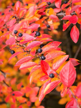 Artikelbild für Glanz-Zwergmispel / Cotoneaster lucidus im Online-Shop der Bohlken Baumschulen
