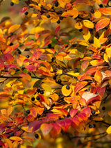 Artikelbild für Glanz-Zwergmispel / Cotoneaster lucidus im Online-Shop der Bohlken Baumschulen