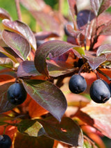 Artikelbild für Glanz-Zwergmispel / Cotoneaster lucidus im Online-Shop der Bohlken Baumschulen