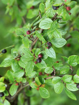 Artikelbild für Glanz-Zwergmispel / Cotoneaster lucidus im Online-Shop der Bohlken Baumschulen