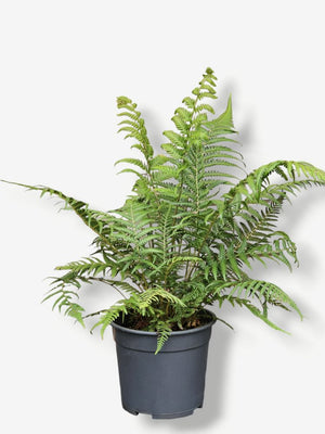 Artikelbild für Baumfarn Dicksonia antarctica im Online-Shop der Bohlken Baumschulen