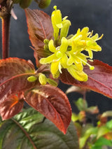 Buschgeißblatt Troja Black ®, Diervilla rivularis 'Troja Black' ® kaufen im Online-Shop der Bohlken Baumschulen