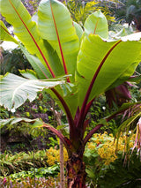 Artikelbild für Rote Zierbanane Ensete ventricosum 'Maurelli' im Online-Shop der Bohlken Baumschulen