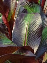 Artikelbild für Rote Zierbanane Ensete ventricosum 'Maurelli' im Online-Shop der Bohlken Baumschulen