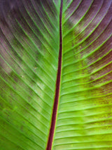 Artikelbild für Rote Zierbanane Ensete ventricosum 'Maurelli' im Online-Shop der Bohlken Baumschulen
