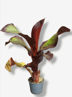 Artikelbild für Rote Zierbanane Ensete ventricosum 'Maurelli' im Online-Shop der Bohlken Baumschulen