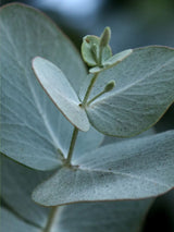 Silberblättriger Eukalyptus 'Baby Blue'