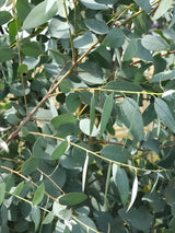 Silberblättriger Eukalyptus 'Baby Blue'