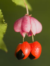 Artikelbild für Pfaffenhütchen Euonymus europaeus im Onlineshop der Bohlken Baumschulen